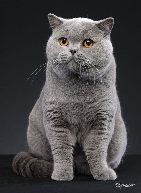 image d'un British shorthair bleu