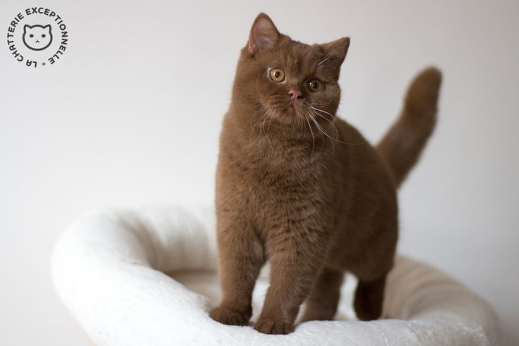 image d'un British shorthair canelle