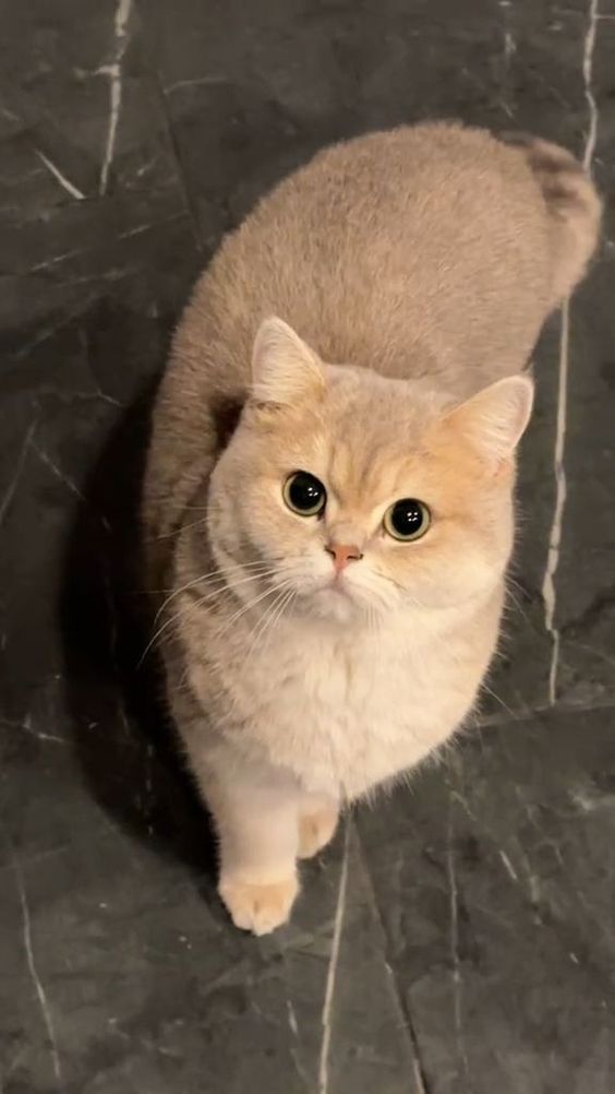 image d'un British shorthair roux